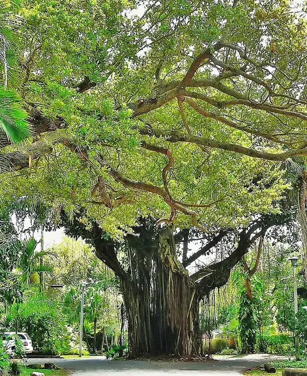 Higueras banyan a lo largo de una calle residencial en Coconut Grove, Miami
